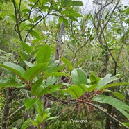 Apodytes dimidiata Peau gris Icacinaceae Indigène La Réunion 25.jpeg