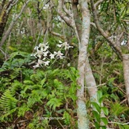 Cryptopus elatus Liane camaron Orchidace ae Endémique La Réunion, Maurice 51.jpeg
