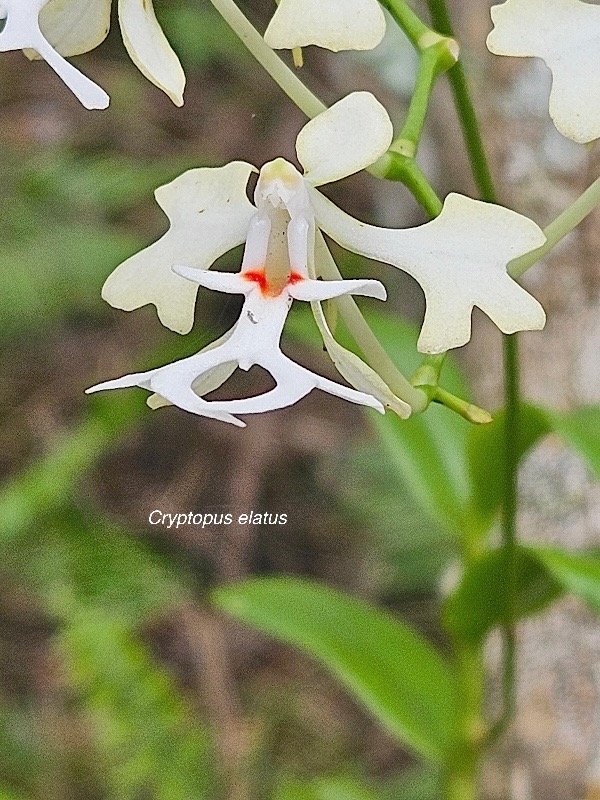 Cryptopus elatus Liane camaron Orchidacea e Endémique La Réunion, Maurice 400.jpeg