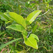 Drypetes caustica Corce blanc bâtard Putranjivaceae Endémique La Réunion, Maurice 5.jpeg