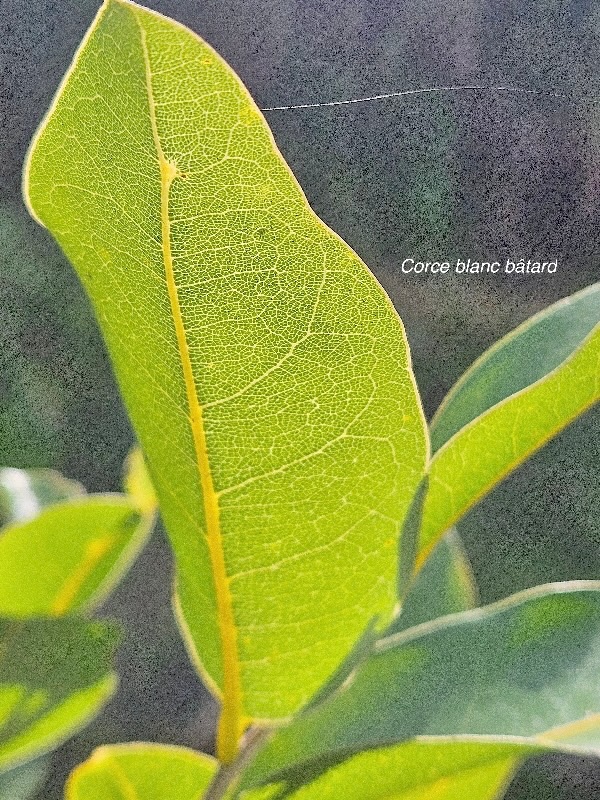 Drypetes caustica Corce blanc bâtard Putranjivaceae Endémique La Réunion, Maurice 7.jpeg