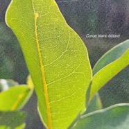 Drypetes caustica Corce blanc bâtard Putranjivaceae Endémique La Réunion, Maurice 7.jpeg