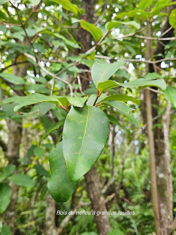 Eugenia mespiloides Bois de nèfles à grandes feuilles Myrtaceae Endémique La Réunion 04.jpeg