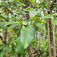 Eugenia mespiloides Bois de nèfles à grandes feuilles Myrtaceae Endémique La Réunion 04.jpeg