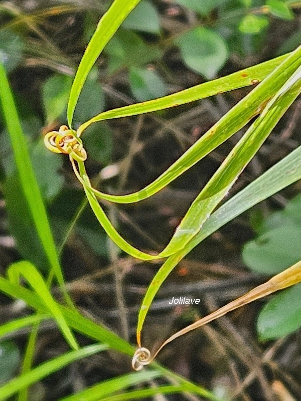 Flagellaria indica Jolilave Flagella riaceae Indigène La Réunion 40.jpeg
