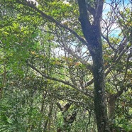 Labourdonnaisia calophylloides Petit natte Sapotaceae Endémique La Réunion, Maurice 11.jpeg