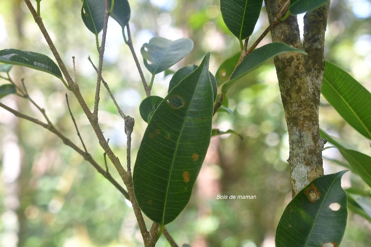 Maillardia borbonica Bois de maman Moraceae Endémique La Réunion 3974.jpeg