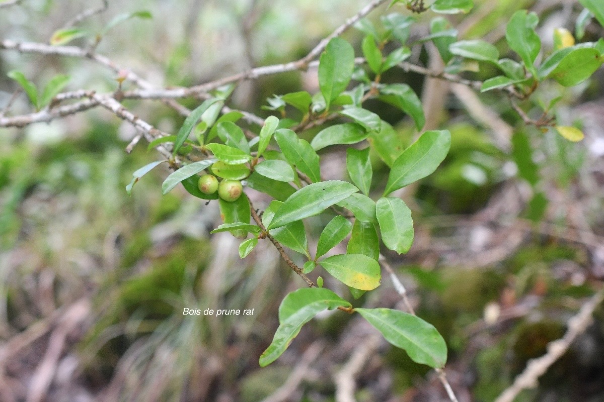 Myonima obovata Bois de prune rat Rubiaceae Endémique La Réunion, Maurice 3986.jpeg