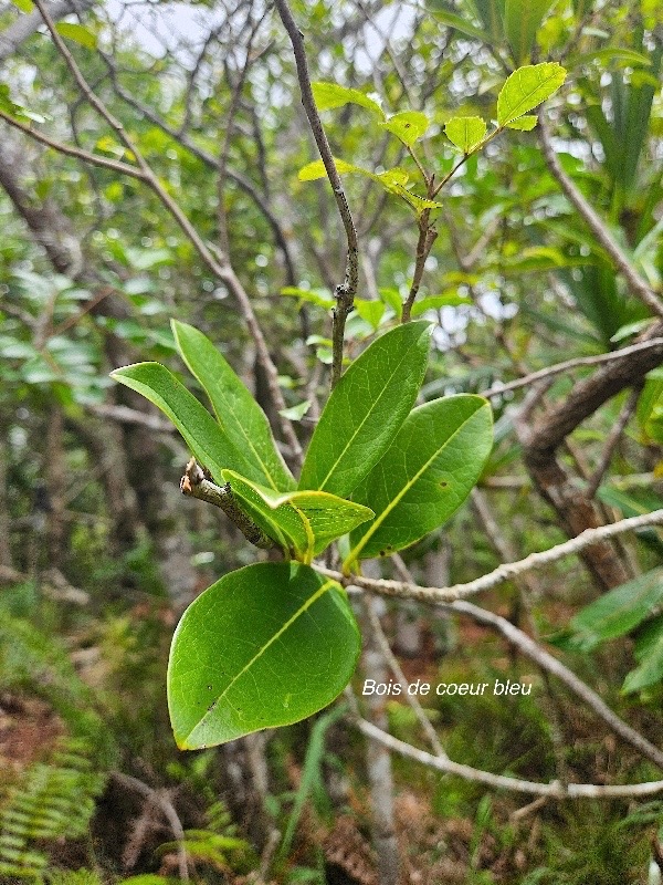 Noronhia broomeana Bois de coeur bleu Oleaceae Endémique La Réunion, Maurice 51.jpeg