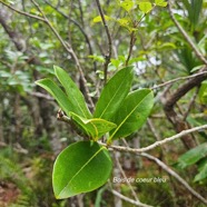 Noronhia broomeana Bois de coeur bleu Oleaceae Endémique La Réunion, Maurice 51.jpeg