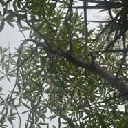 Ochrosia borbonica Bois jaune Apocynaceae Endémique La Réunion, Maurice 3989.jpeg