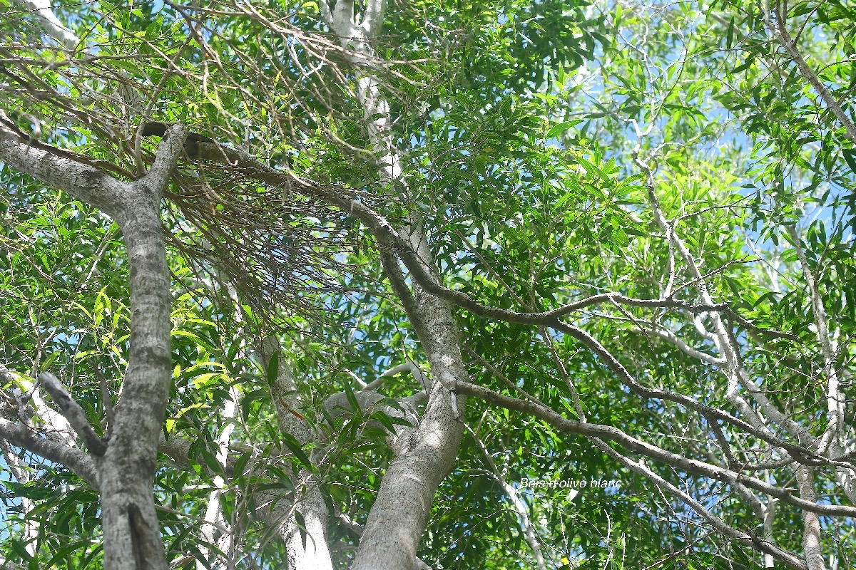 Olea lancea Bois d'olive blanc Oleaceae Indigène La Réunion 3958.jpeg