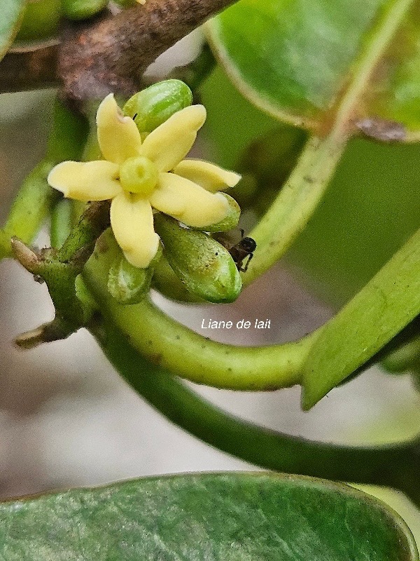 Secamone dilapidans Liane de lait Apocynac eae Endémique La Réunion, Maurice 52.jpeg