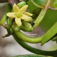 Secamone dilapidans Liane de lait Apocynac eae Endémique La Réunion, Maurice 52.jpeg
