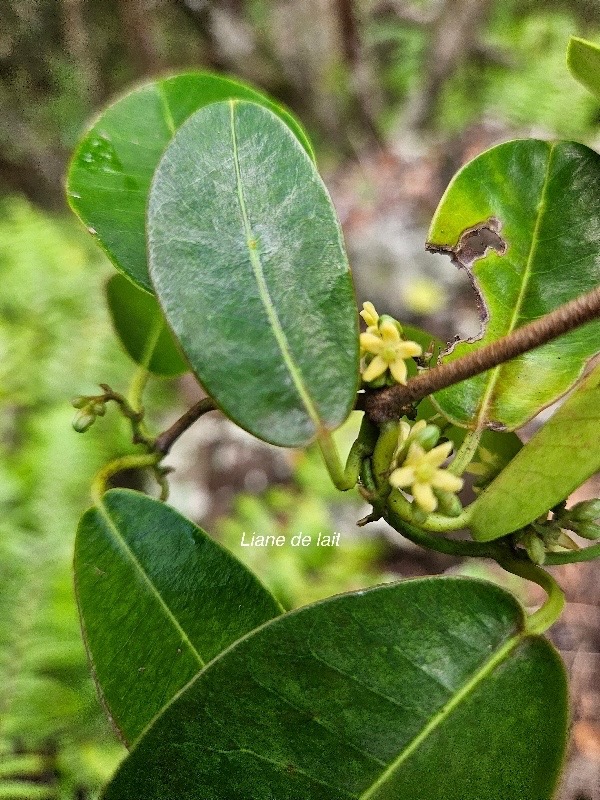 Secamone dilapidans Liane de lait Apocynaceae Endémique La Réunion, Maurice 30.jpeg