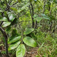Securinega durissima Bois dur Phyllan thaceae Indigène La Réunion 59.jpeg