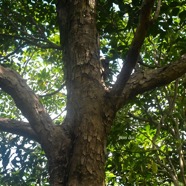 Securinega durissima Bois dur Phyllant haceae Indigène La Réunion 3982.jpeg