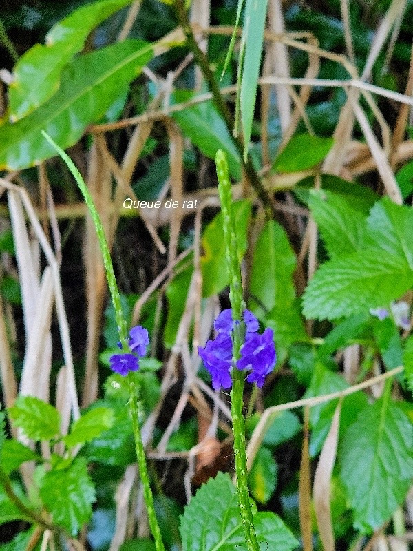 Stachytarpheta urticifolia Queue de rat Verbenacea e Envahissant seulement en milieu perturbé 3.jpeg