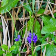 Stachytarpheta urticifolia Queue de rat Verbenacea e Envahissant seulement en milieu perturbé 3.jpeg