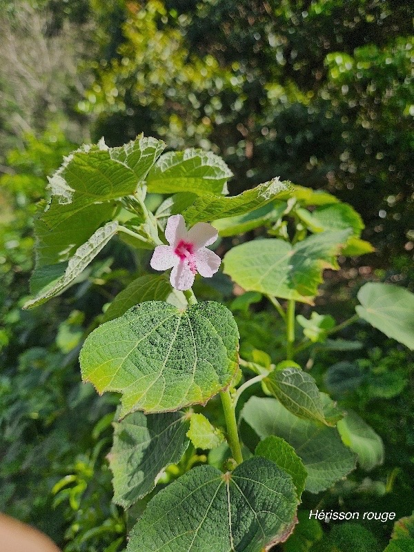 Urena lobata He?risson rouge Malv aceae Indigène La Réunion 9.jpeg