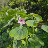 Urena lobata He?risson rouge Malv aceae Indigène La Réunion 9.jpeg