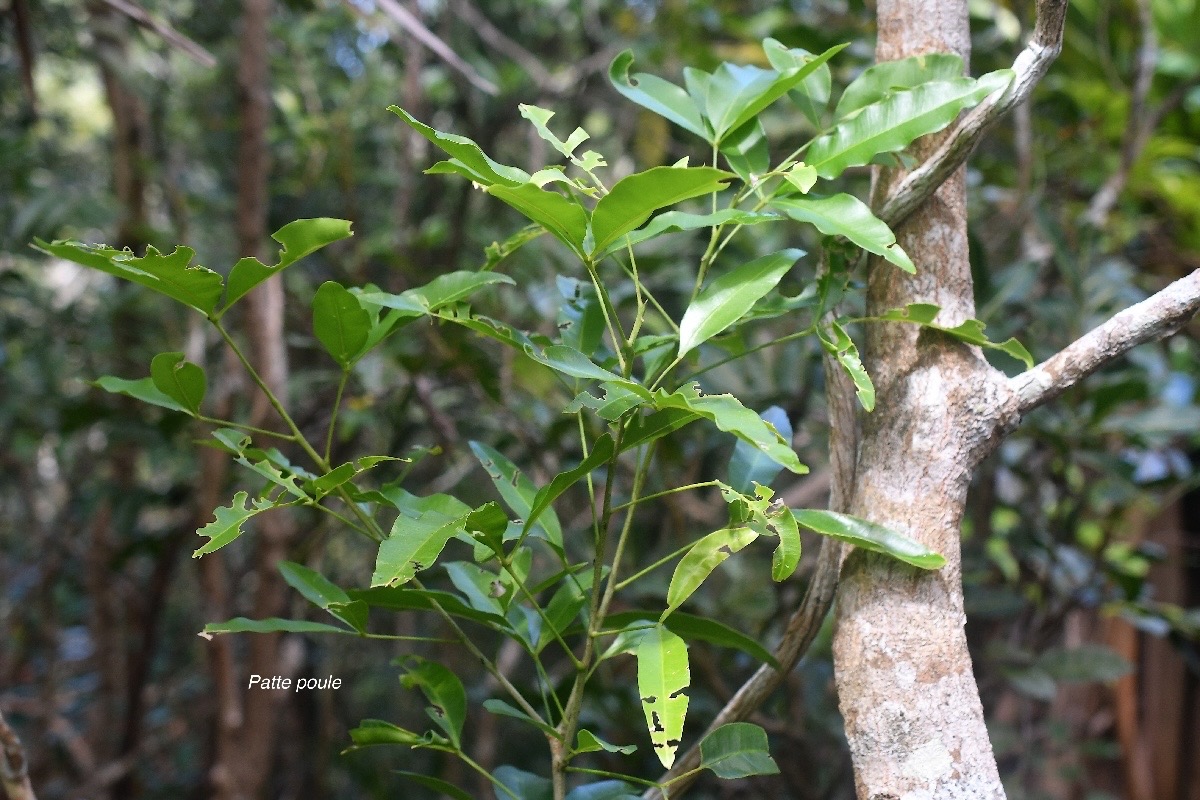Vepris lanceolata Patte poule Rutac eae Indigène La Réunion  3978.jpeg