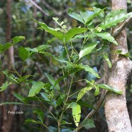 Vepris lanceolata Patte poule Rutac eae Indigène La Réunion  3978.jpeg