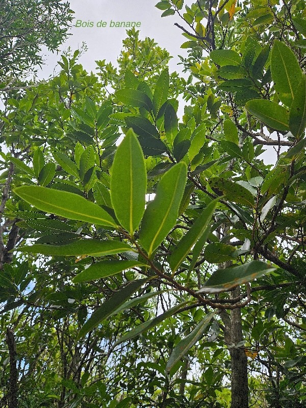 Xylopia richardii Bois de banane Annonace ae Endémique La Réunion, Maurice 47.jpeg