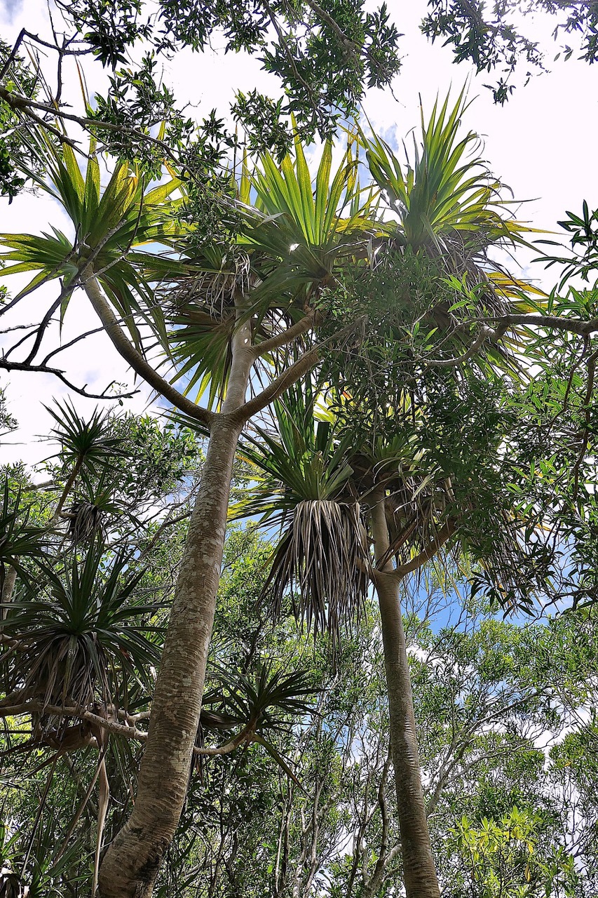 ? Pandanus utilis Bory.vacoi.pandanaceae.   P1008276.jpeg