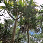 ? Pandanus utilis Bory.vacoi.pandanaceae.   P1008276.jpeg