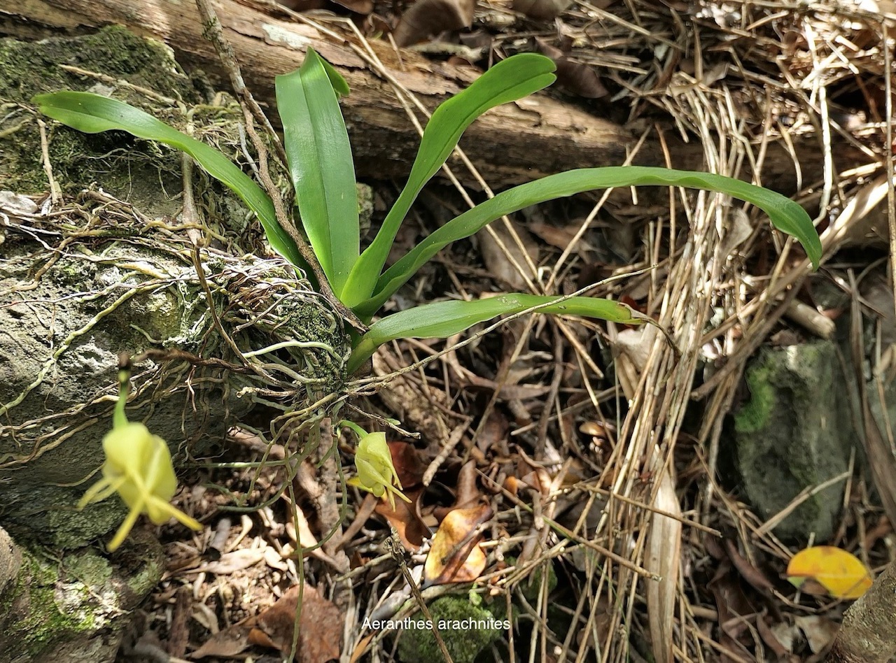 Aeranthes arachnites.orchidaceae.endémique Réunion Maurice Rodrigues. P1118550.jpg