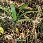 Aeranthes arachnites.orchidaceae.endémique Réunion Maurice Rodrigues. P1118550.jpg