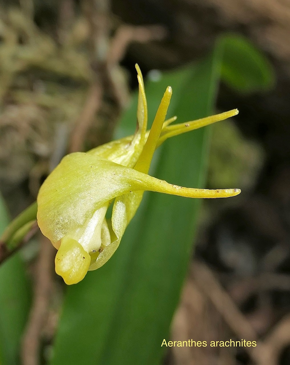 Aeranthes arachnites.orchidaceae.endémique Réunion Maurice Rodrigues. P1118554.jpeg