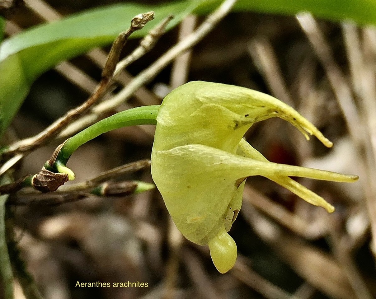 Aeranthes arachnites.orchidaceae.endémique Réunion Maurice Rodrigues. P1118566.jpeg