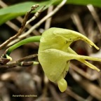 Aeranthes arachnites.orchidaceae.endémique Réunion Maurice Rodrigues. P1118566.jpeg