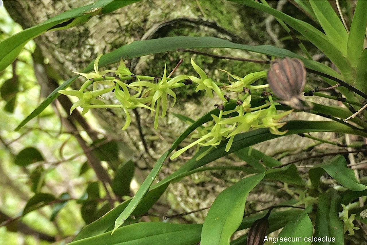 Angraecum calceolus Thouars.orchidaceae.indigène Réunion. P1118448.jpg
