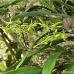 Angraecum calceolus Thouars.orchidaceae.indigène Réunion. P1118448.jpg