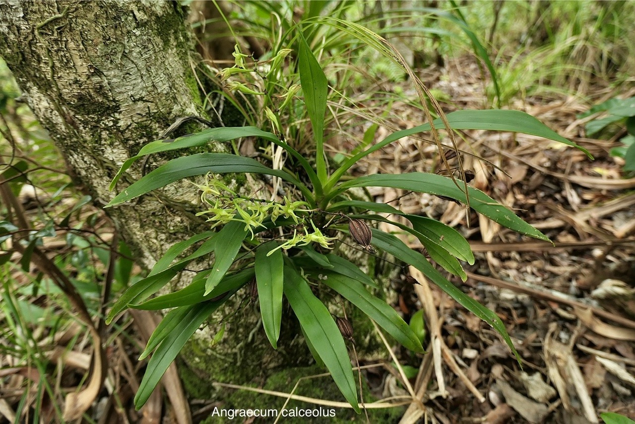 Angraecum calceolus Thouars.orchidaceae.indigène Réunion. P1118457.jpg