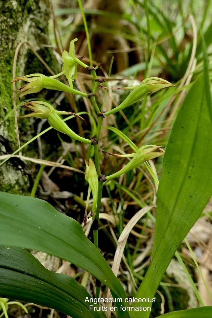 Angraecum calceolus Thouars.orchidaceae.indigène Réunion. P1118469.jpg