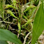 Angraecum calceolus Thouars.orchidaceae.indigène Réunion. P1118469.jpg
