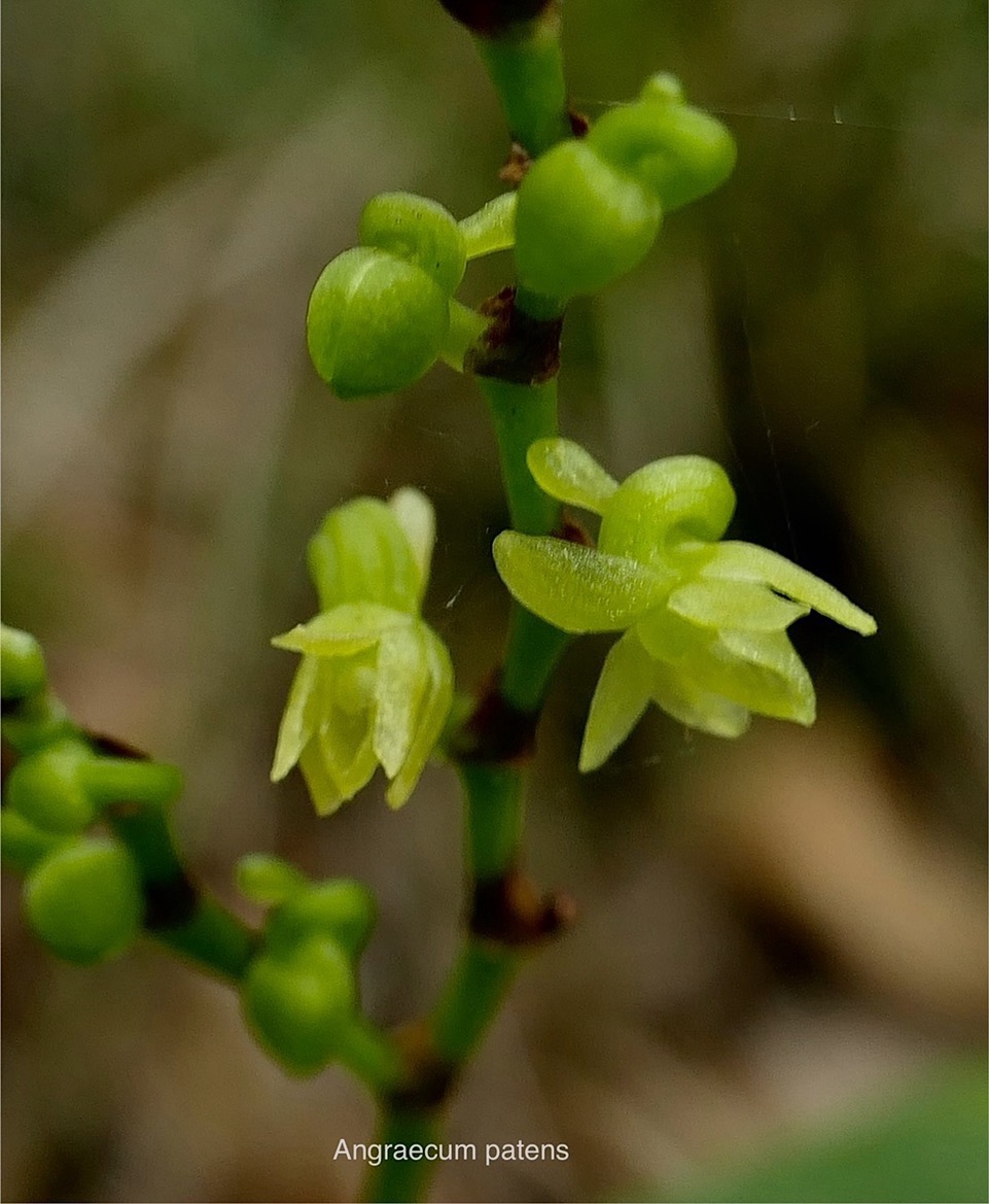 Angraecum patens. orchidaceae;endémique Réunion. P1008373.jpeg