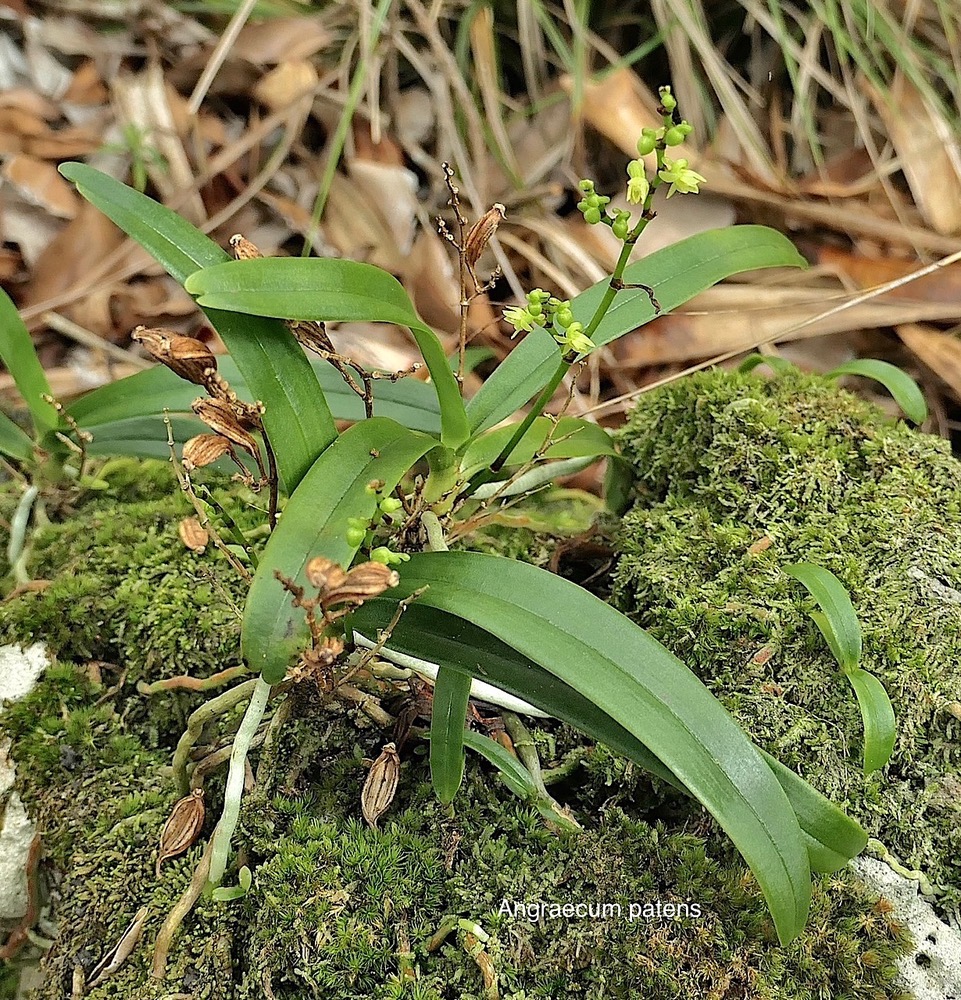 Angraecum patens. orchidaceae;endémique Réunion. P1008378.jpeg