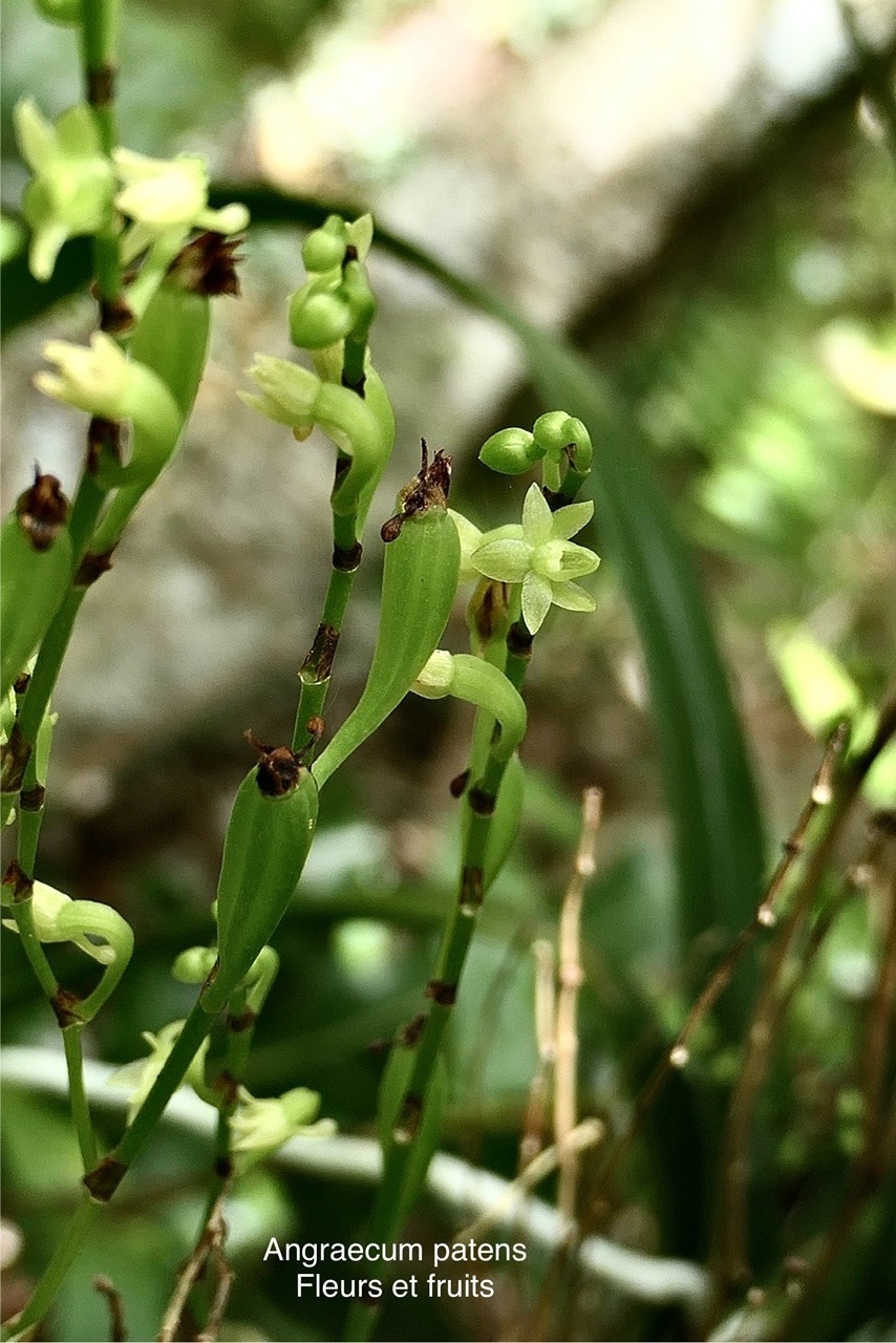 Angraecum patens. orchidaceae;endémique Réunion. P1118575.jpg