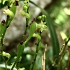 Angraecum patens. orchidaceae;endémique Réunion. P1118575.jpg