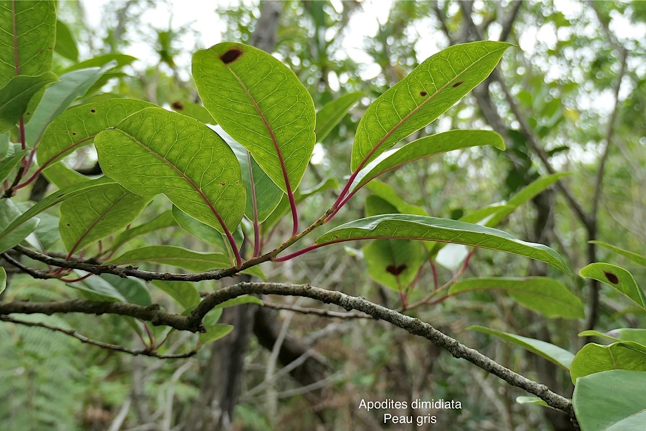 Apodytes dimidiata.peau gris. mettenuisaceae.( icacinaceae ) indigène Réunion. P1008333.jpg