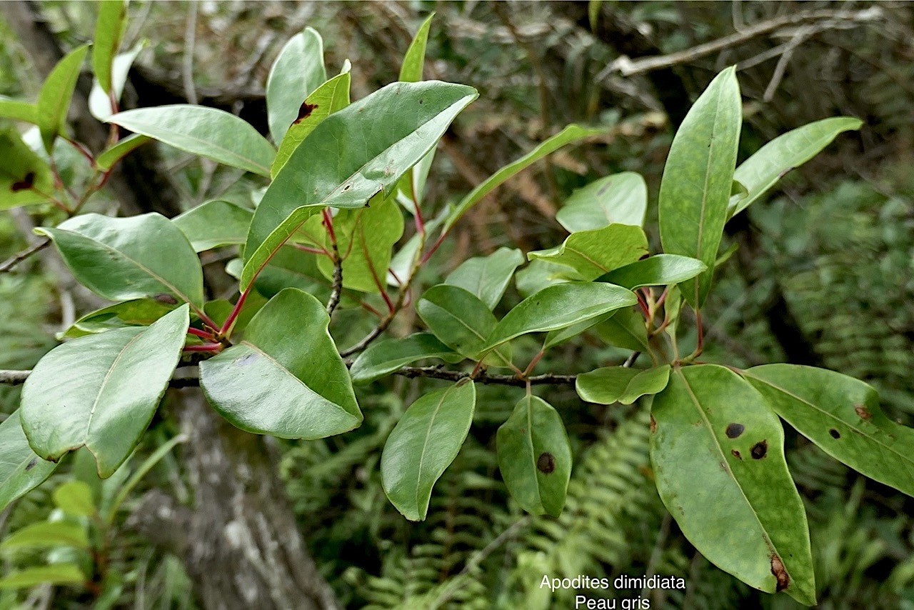 Apodytes dimidiata.peau gris. mettenuisaceae.( icacinaceae ) indigène Réunion. P1008334.jpg