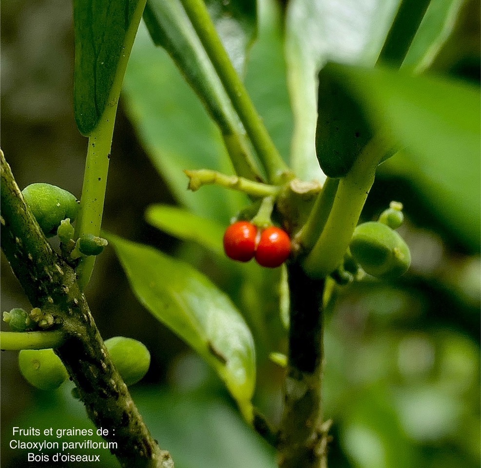 Claoxylon parviflorum -bois d’’oiseaux. fruits et graines (recouvertes d'un arillode rouge ) euphorbiaceae.endémique Réunion Maurice Rodrigues. P1118620.jpeg