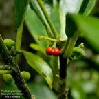Claoxylon parviflorum -bois d’’oiseaux. fruits et graines (recouvertes d'un arillode rouge ) euphorbiaceae.endémique Réunion Maurice Rodrigues. P1118620.jpeg