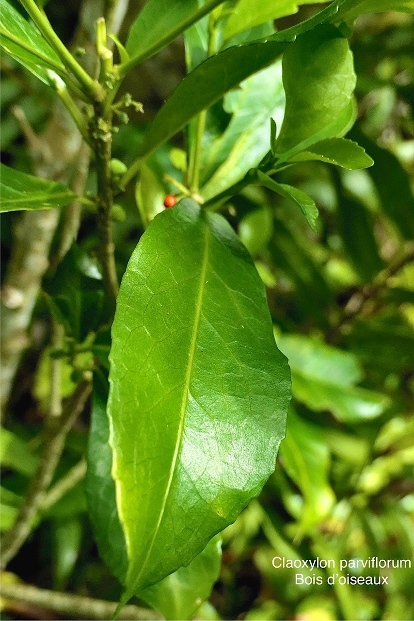 Claoxylon parviflorum -bois d’’oiseaux.euphorbiaceae.endémique Réunion Maurice Rodrigues. P1118624.jpg
