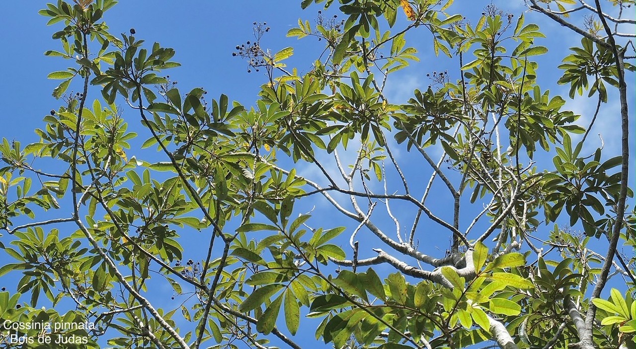 Cossinia pinnata.bois de Judas.sapindaceae.endémique Réunion Maurice P1008255.jpeg